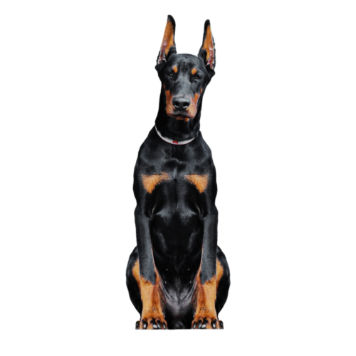 DOBERMAN