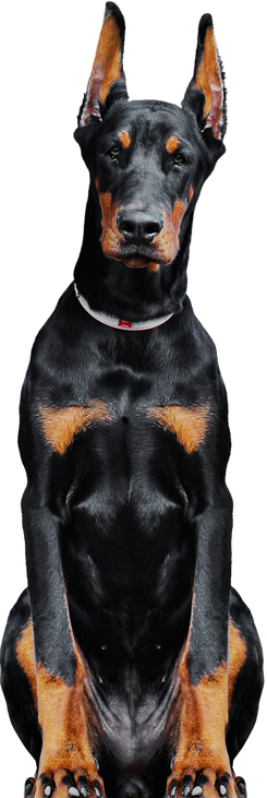 HELLHOUND